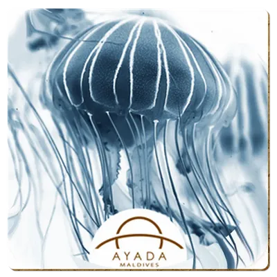 Square - Custom Patch Factory