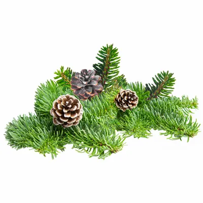 Pine - Custom Patch Factory